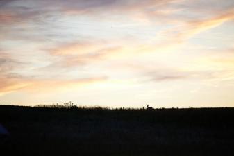 A sunset view of hunting land with a deer in the distance.