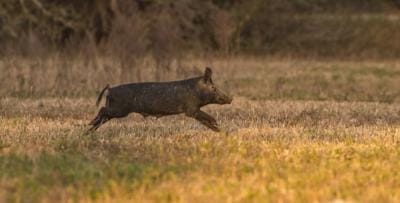 A wild hog running across a field, hog hunting gear concept.
