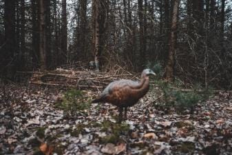 A hunter watches a turkey, how to find a turkey concept.