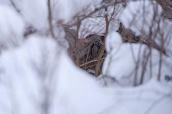 Rabbit hidden in a snow hole in the ground, how to hunt rabbits concept.