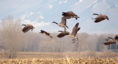 A flock of Canada geese in flight, using decoy spreads for hunting geese concept.