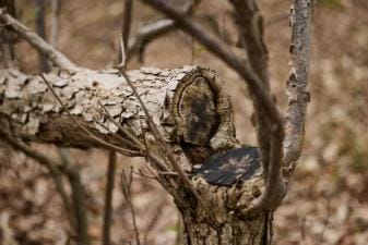 Close-up of a hinge cut on a tree.