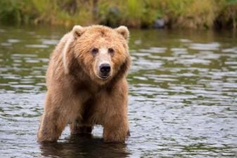 A brown bear in a stream, best time for brown bear hunting concept.