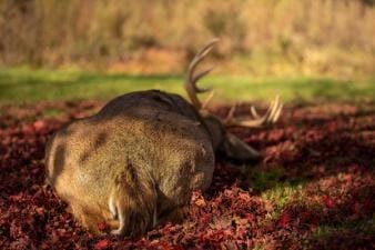 Back of deer on the ground after a hunt.