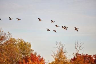 Flock of geese flying overhead, dark goos vs light goose concept.