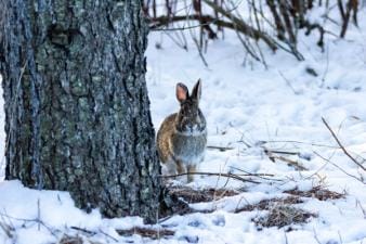 Rabbit near tree in the snow, how to hunt rabbits in the snow concept.