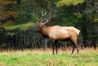 An elk at the edge of a field, hunt elk concept.
