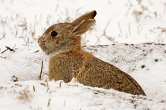 A rabbit in the snow, rabbit hunting concept.