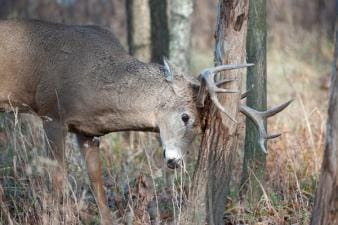 Buck deer rubs antlers on tree, deer rubs and scrapes concept.