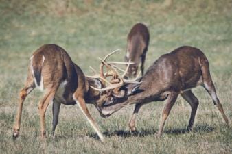 Two buck deer fighting, deer season Georgia 2025 concept.