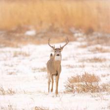 Deer on snowy ground, winter deer hunting concept.