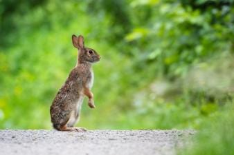 Rabbit standing with greenery in background, how to trap rabbits concept.