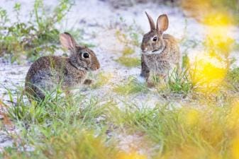 Two rabbits on the ground, how to hunt rabbit on public land concept.