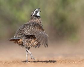 Quail bird walking and chirping on the ground.