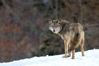 A single coyote watches, hunt coyotes concept.