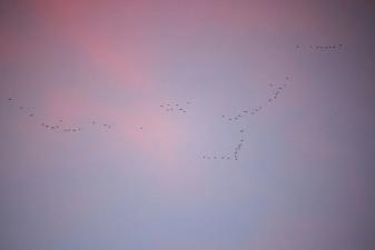 Ducks fly in formation in the distance, how long can ducks fly concept.
