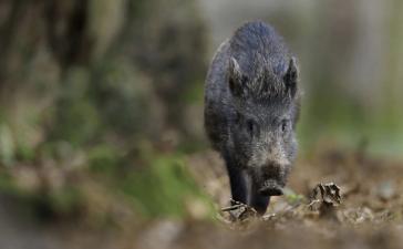 Close-up of wild hog walking, hunting invasive species concept.