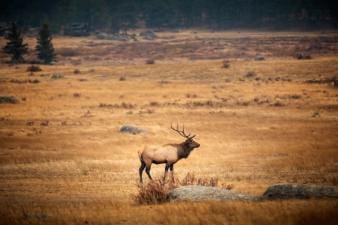 Bull elk in rocky field, Montana elk season concept.