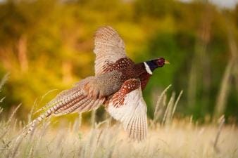 A pheasant taking off from the ground, best pheasant hunting states concept.