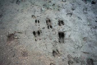 White tail deer tracks in the dirt.