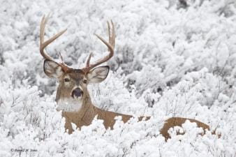 A whitetail deer in a field, best time to hunt whitetail deer concept.