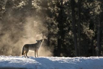 A coyote howls, coyote hunting concept.