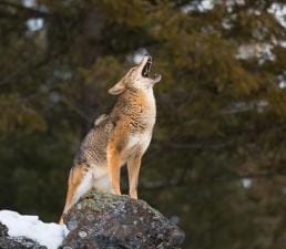 coyote+public+landHowtoHuntPublicLandCoyote.jpeg.jpg