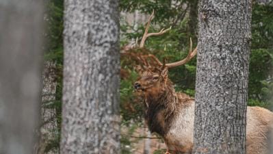 FGBLOG bull elk stands in the trees