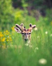 Whitetail+Deer+in+VelvetWhentoStartScouting.jpg