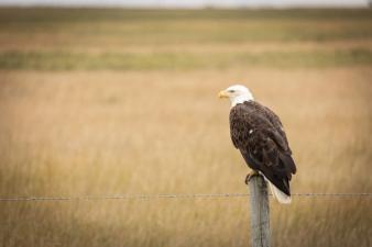 A bald eagle on a fence post, nongame species concept.
