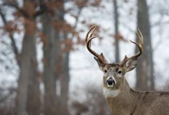 Close-up of a buck in the woods, harvesting post rut bucks.