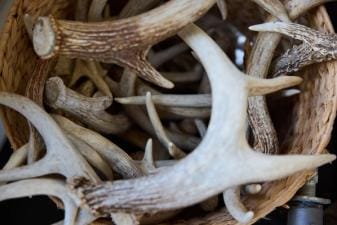 Close-up of a basked full of antlers, how much are deer antlers worth concept.