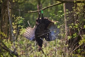 A turkey hanging from a branch, a successful turkey season AR concept.