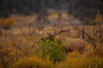 Large bull elk in the brush, what elk hunting gear do you need concept.