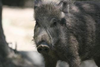 A wild hog, best hunting times for hunting wild hogs concept.