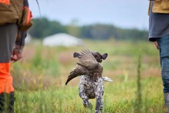 Dog runs with pheasant bird on mouth, Colorado pheasant hunting season concept.