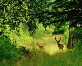 Two deer in the woods, how to hunt the wind concept.