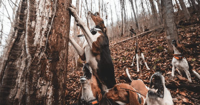 Hunting hounds tree a black bear.