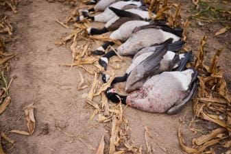 Several geese on the ground after hunt, what is poaching concept.