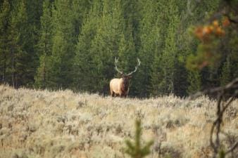 Bull elk at the edge of a field, elk hunting concept.