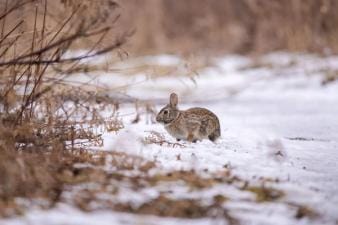Small rabbit sits in the snow, small game hunting guide concept.