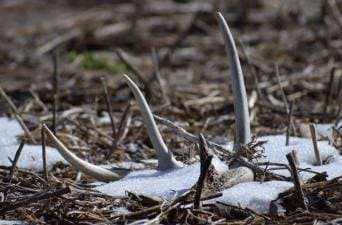 Slide+%231.+tag+d_j_lucas_22+ShedHuntingFeature.jpg