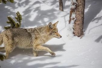 Coyote in the snow, hunting coyote concept.