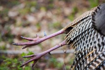 Close-up of turkey legs on the bird, Colorado spring turkey season concept.