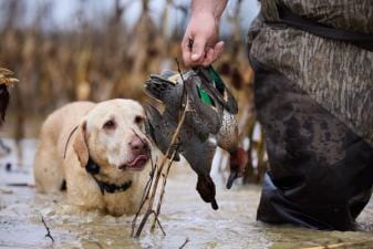Hunting looks a the duck he retrieved in a hunter's hand, best duck hunting states concept.