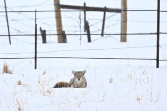 A coyote lays in the snow, wolf vs coyote concept.