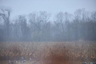Wide wiew of a waterfowl habitat, when to plan millet for ducks concept.