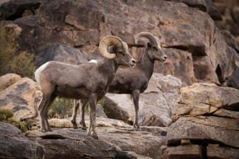 A male and female bighorn sheep on some rocks.