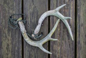 Rattling antlers on a table, types of deer calls concept.
