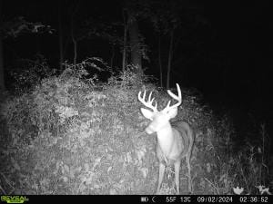 View from a wireless trail cam capturing a buck deer.